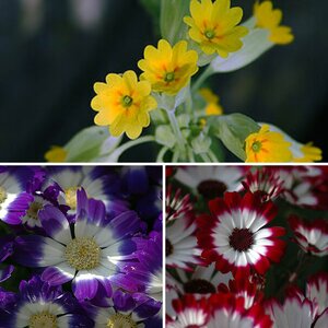 Blumen