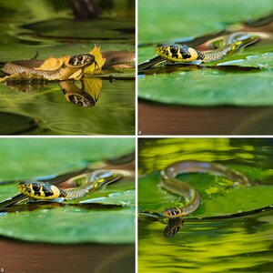 Kurzbesuch der eleganten Frieda am Teich.....
