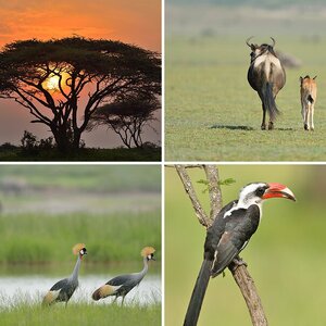 Serengeti Februar 2014 II