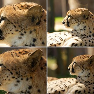 Tamron 70-200 G2 Nikon