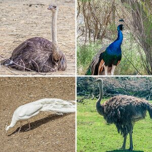 Pferd/Vögel