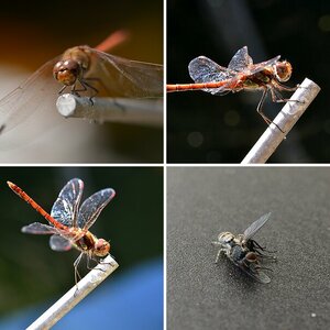 Makro