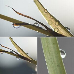 Wassertropfen