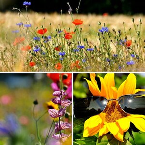 Sommer