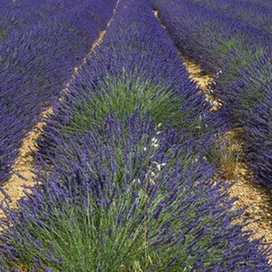 Blumenwiese
