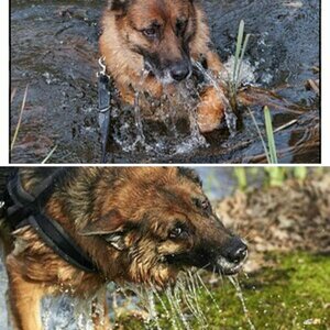 Hundefotos