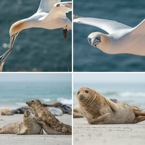 Helgoland