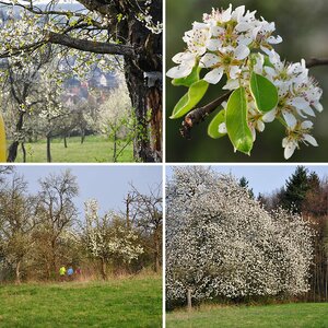 Blühende Streuobstwiesen