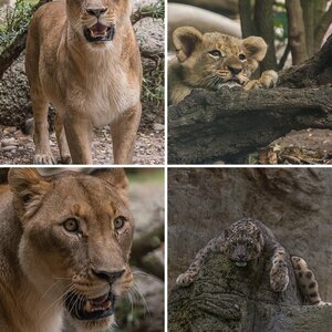 Zoo