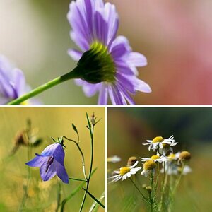 Blumen in freier Natur