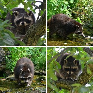 Wildpark Pforzheim
