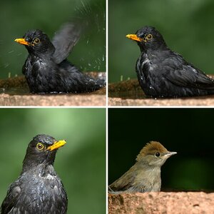 Vögel 5!