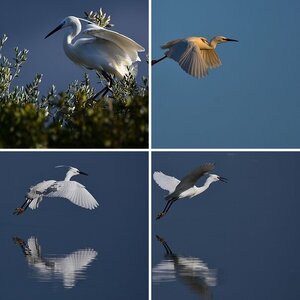 Albufera-2017
