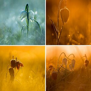 Frostige Schachbrettblumen