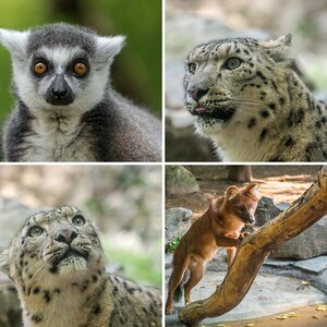 Zoo 2