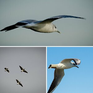 Vogelfrei