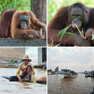 Borneo
