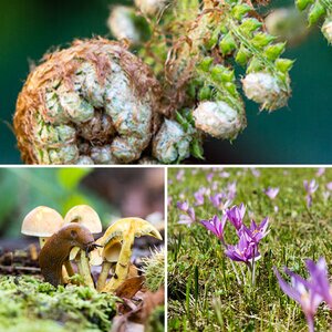 Blumen und Planzen