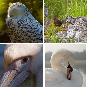 Vögel