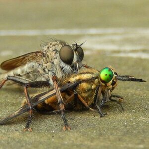 Makro