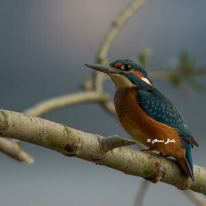 Eisvogel