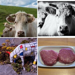 Le Charolais