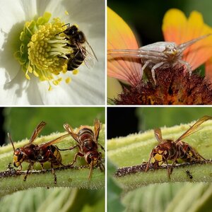 Insekten 4