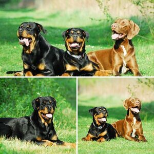 meine hunde