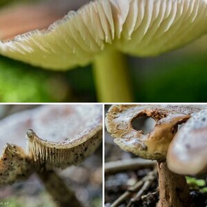 Waldpilze