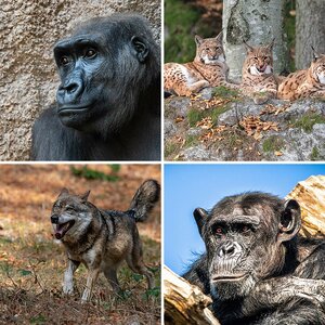 Tiere