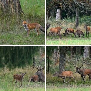 Hirschbrunft 2015