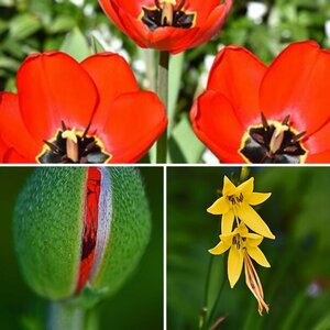 Blüten