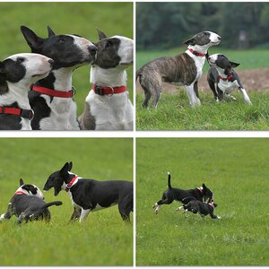 Bull-Terrier VI