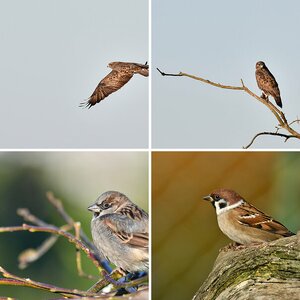 Vögel