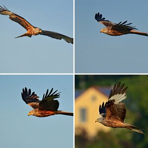 Bussard_Milan_Falke ab 09_2015