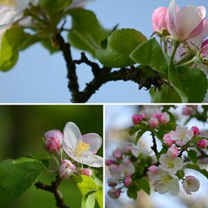 Osterblüten