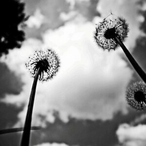 Pflanzen/Blumen