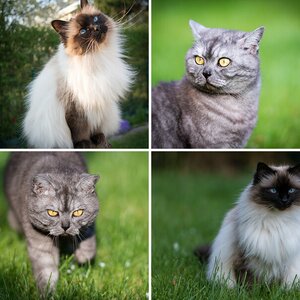 Katzen