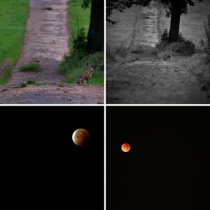 Blutmond
