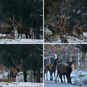 Hirschbrunft-2015-2
