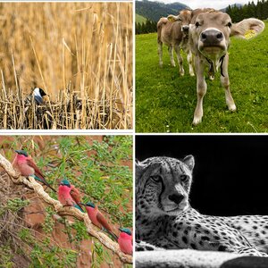 Tiere-2