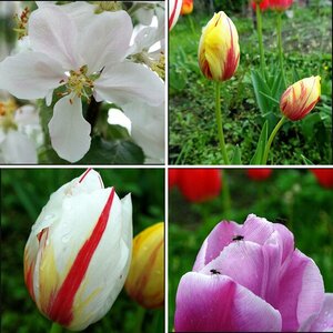 Blumen