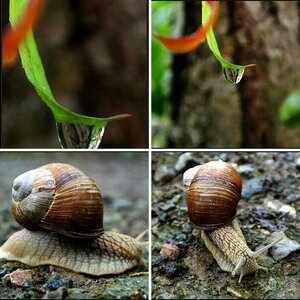 Natur