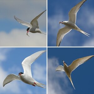 Noch viel, viel mehr Vögel