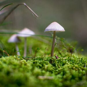 Pilze