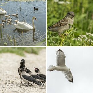 Vögel 9