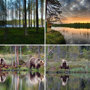2017_Bären_Finnland