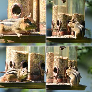 Tierisches 2, Katz u Maus, Chipmunk