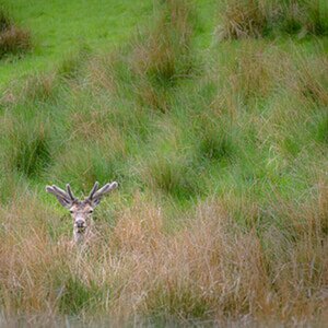 Schottland