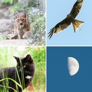 Katzen